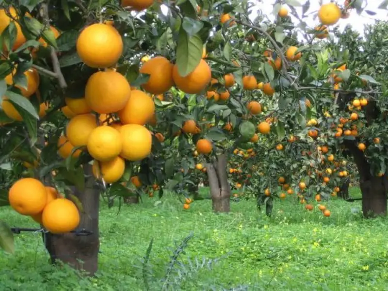 Fala Matao - Homem é detido furtando laranjas na Fazenda  Cambuhy